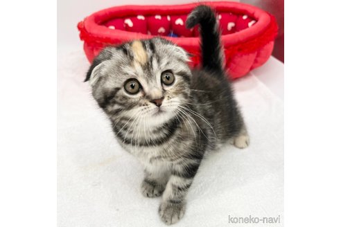 成約済の愛知県のスコティッシュフォールド(折れ耳)-71064の2枚目