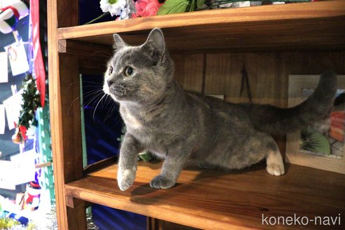 成約済の大阪府のマンチカン-67756の22枚目