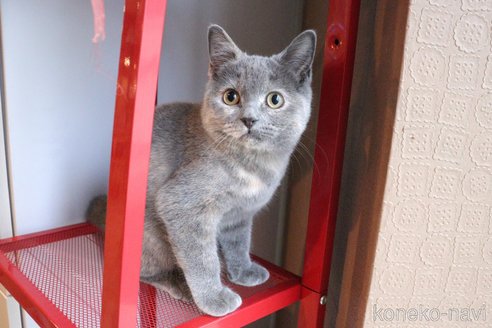 成約済の大阪府のマンチカン-67756の21枚目