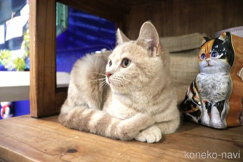 成約済の大阪府のマンチカン-67755の2枚目