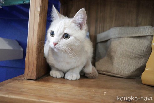 成約済の大阪府のマンチカン-67758の8枚目