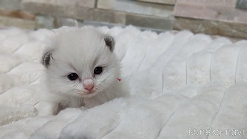 成約済の茨城県のラグドール-71033の25枚目