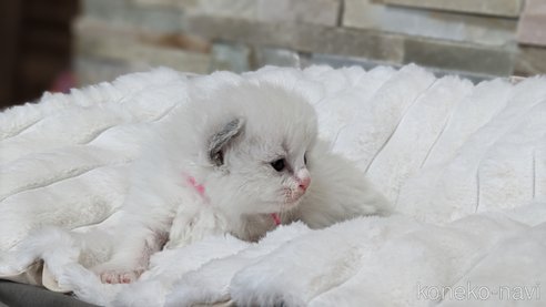 成約済の茨城県のラグドール-71033の24枚目