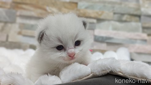 成約済の茨城県のラグドール-71033の23枚目