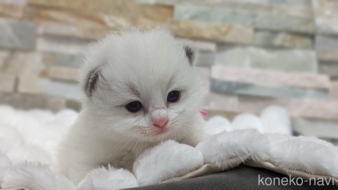 成約済の茨城県のラグドール-71033の22枚目