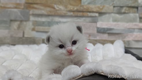 成約済の茨城県のラグドール-71033の23枚目