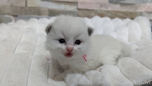 成約済の茨城県のラグドール-71033の21枚目