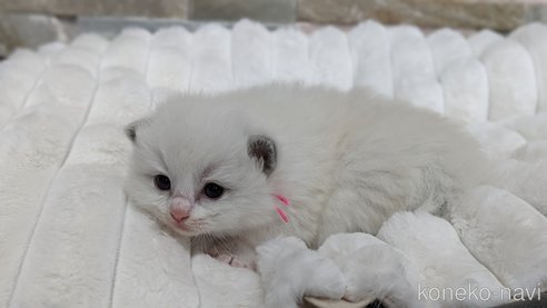 成約済の茨城県のラグドール-71033の20枚目