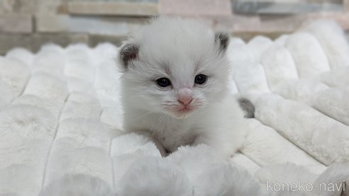 成約済の茨城県のラグドール-70770の9枚目