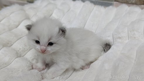 成約済の茨城県のラグドール-70770の7枚目