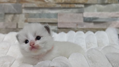 成約済の茨城県のラグドール-70769の13枚目