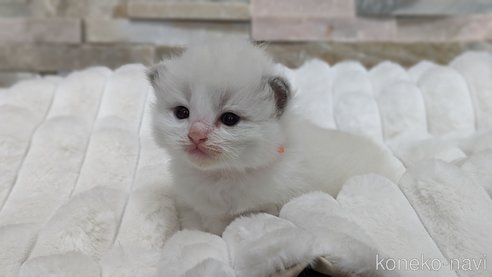 成約済の茨城県のラグドール-70769の12枚目