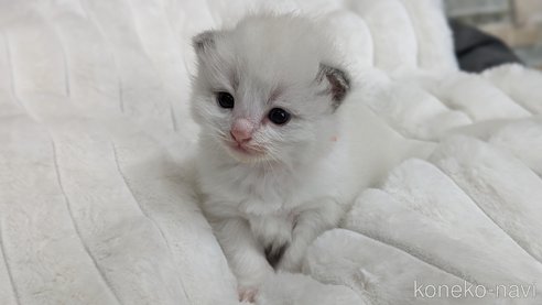 成約済の茨城県のラグドール-70769の11枚目