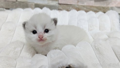 成約済の茨城県のラグドール-70769の9枚目