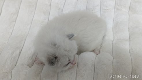 成約済の茨城県のラグドール-70769の8枚目