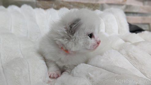 成約済の茨城県のラグドール-70769の7枚目