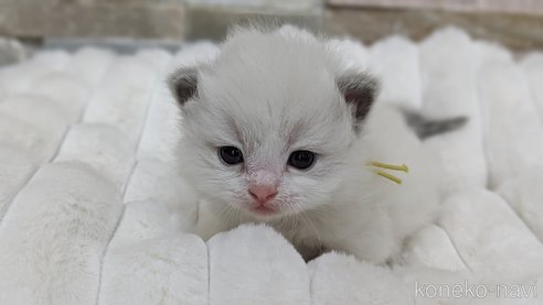 成約済の茨城県のラグドール-70768の32枚目