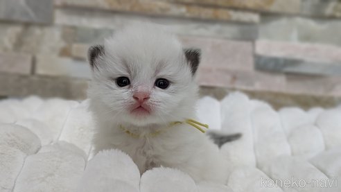 成約済の茨城県のラグドール-70768の31枚目