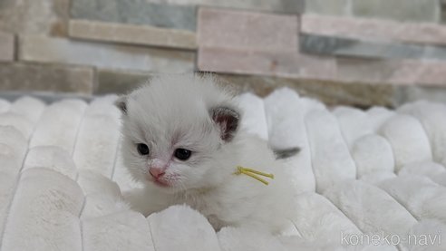 成約済の茨城県のラグドール-70768の30枚目