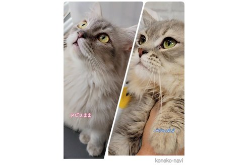 成約済の神奈川県のサイベリアン-71108の6枚目