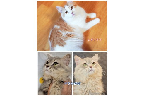 成約済の神奈川県のサイベリアン-71110の11枚目