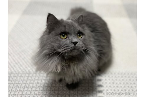 成約済の愛知県のミヌエット-53835の6枚目