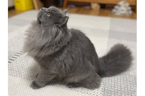 成約済の愛知県のミヌエット-53835の4枚目