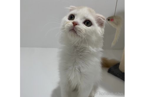成約済の大阪府のスコティッシュフォールド(折れ耳)-68771の2枚目
