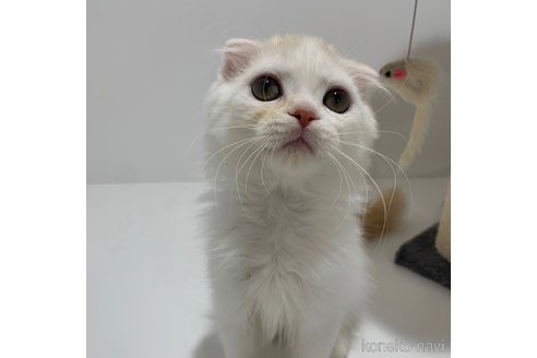 成約済の大阪府のスコティッシュフォールド(折れ耳)-68771の3枚目