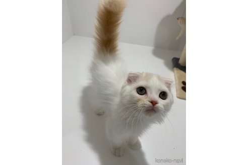 成約済の大阪府のスコティッシュフォールド(折れ耳)-68771の4枚目