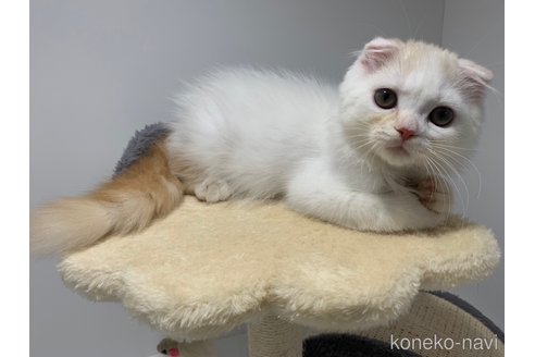 成約済の大阪府のスコティッシュフォールド(折れ耳)-68771の5枚目