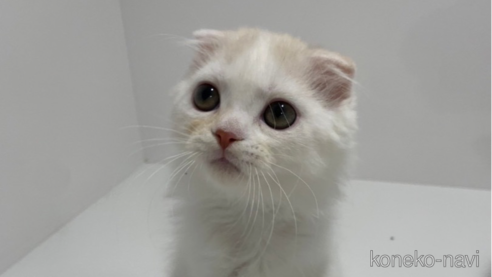 成約済の大阪府のスコティッシュフォールド(折れ耳)-68771の1枚目