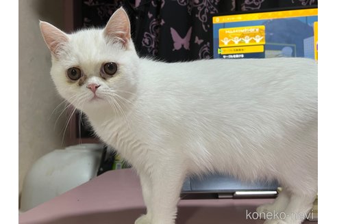 成約済の埼玉県のミックス-62513の31枚目