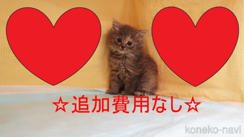 成約済の東京都のミヌエット-71145の4枚目