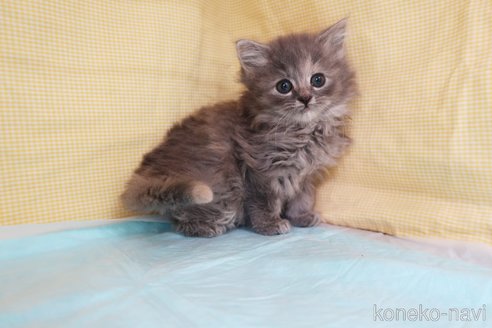 成約済の東京都のミヌエット-71145の3枚目