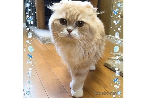 サンプルページ Sサイズ 植毛あり たれ耳 折っ 猫ちゃん チャトラ