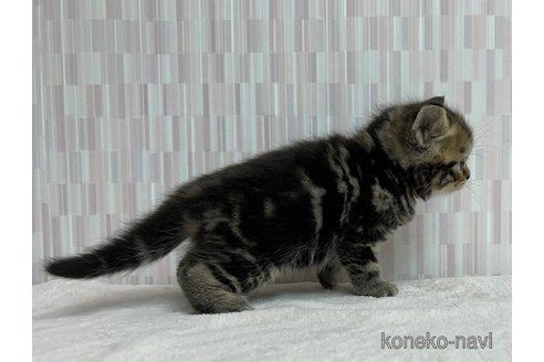 成約済の千葉県のスコティッシュフォールド-71150の3枚目