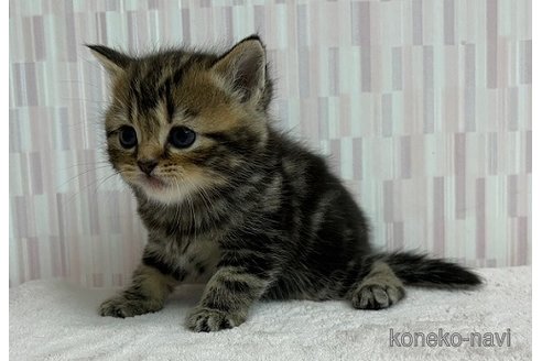 成約済の千葉県のスコティッシュフォールド-71150の5枚目