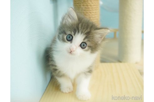 成約済の千葉県のノルウェージャンフォレストキャット-71157の4枚目