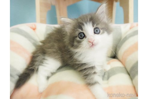 成約済の千葉県のノルウェージャンフォレストキャット-71157の1枚目