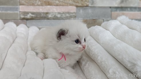 成約済の茨城県のラグドール-71033の18枚目