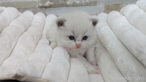 成約済の茨城県のラグドール-71033の15枚目