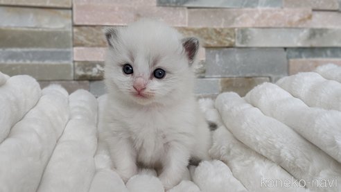 成約済の茨城県のラグドール-70769の2枚目