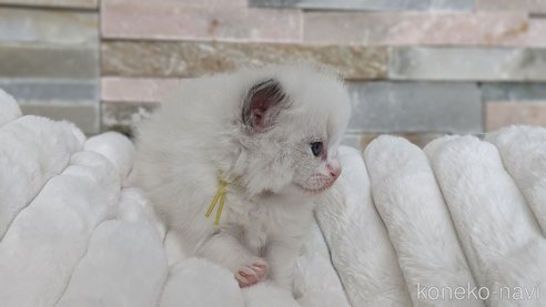 成約済の茨城県のラグドール-70768の28枚目
