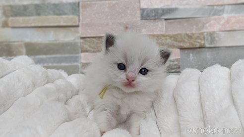 成約済の茨城県のラグドール-70768の27枚目
