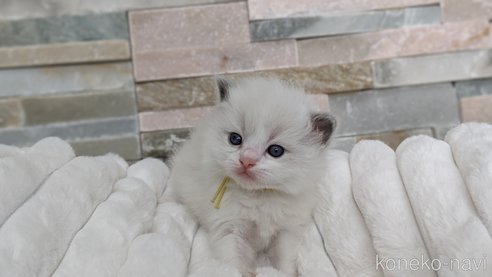 成約済の茨城県のラグドール-70768の26枚目