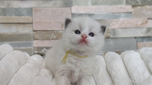 成約済の茨城県のラグドール-70768の25枚目
