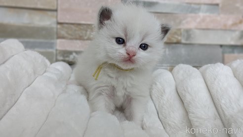 成約済の茨城県のラグドール-70768の24枚目