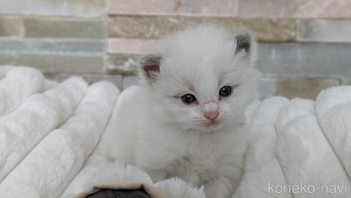 成約済の茨城県のラグドール-70770の3枚目