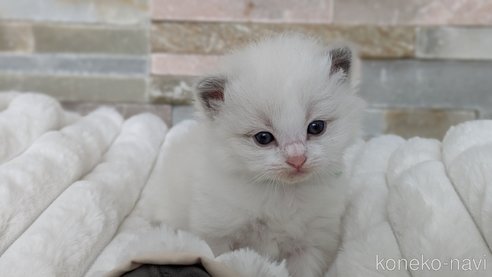 成約済の茨城県のラグドール-70770の4枚目